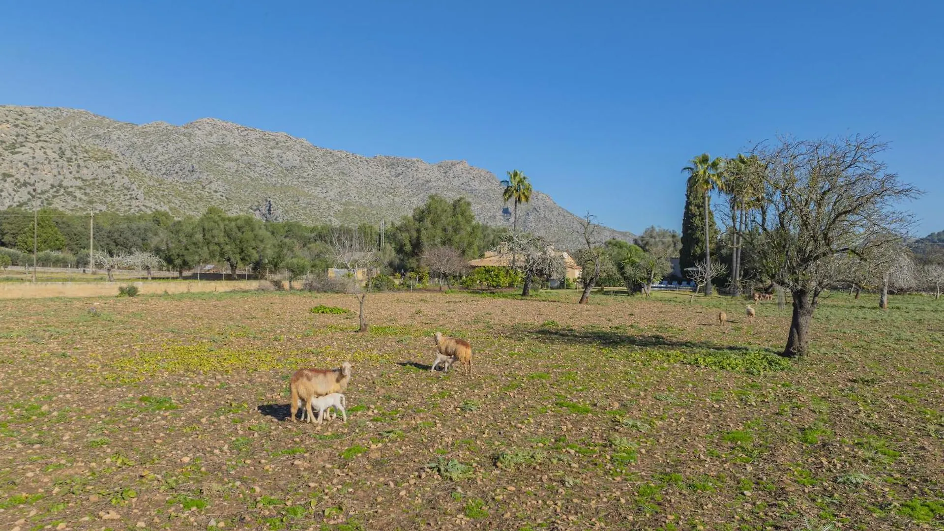 Casa Tonina Villa Pollenca